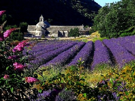 L'abbaye de Senanque